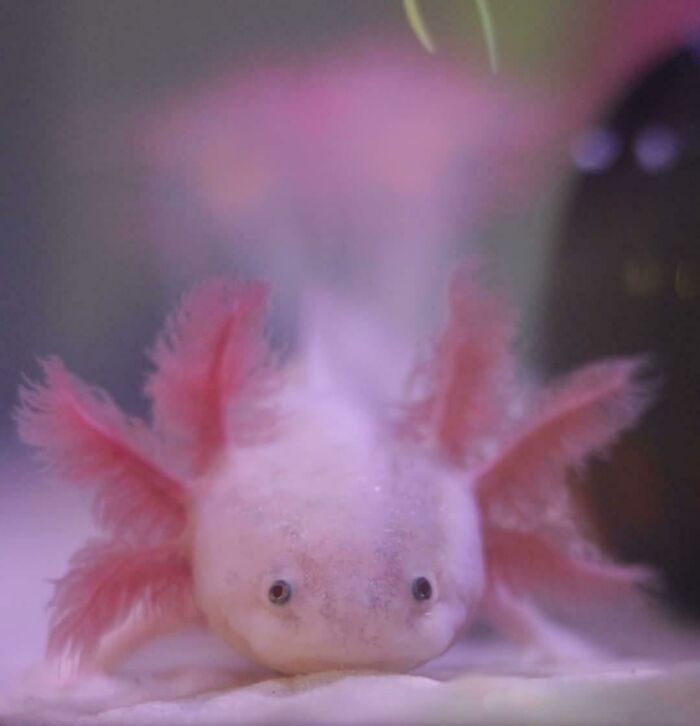 Cute pink axolotl with feathery gills, looking directly at the camera in an aquarium setting.