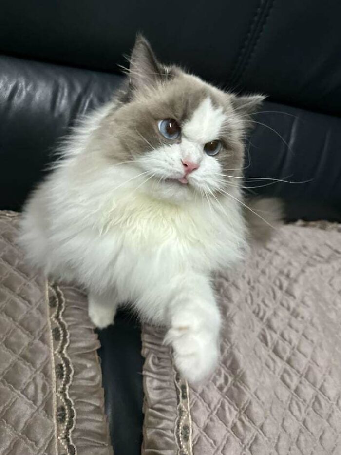 white cat with grey spots sitting on the pillows
