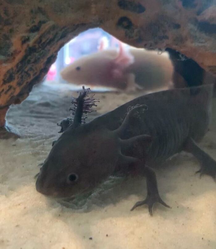 Two cute axolotls resting in an aquarium with sandy bottom and dark, textured cave-like structure.