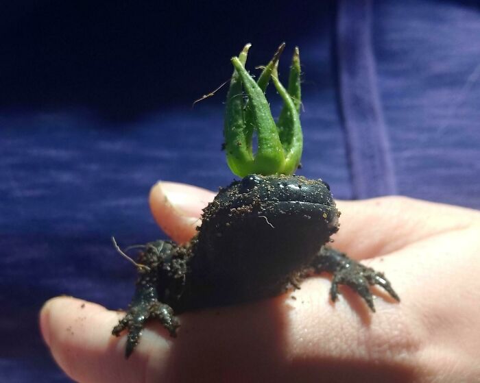 Cute axolotl with a tiny plant on its head, held gently in a hand.