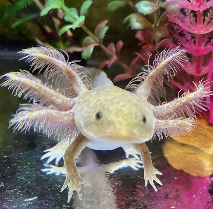 Cute axolotl floating in a tank, surrounded by colorful aquatic plants.