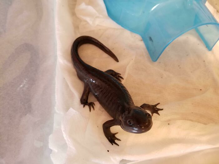 Cute axolotl exploring its environment near a blue shelter.