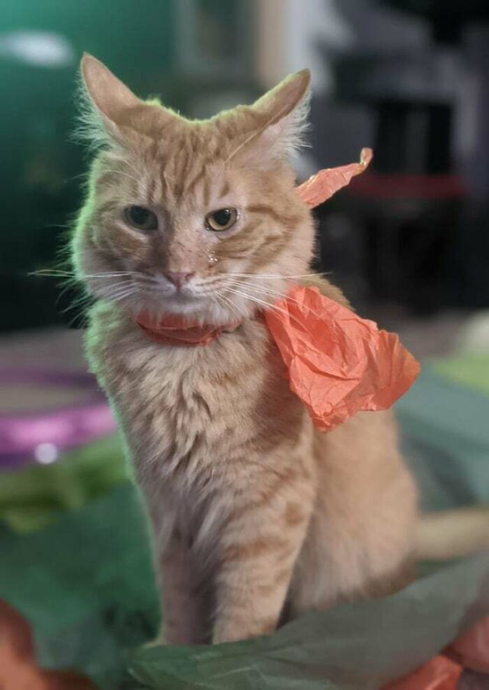 Calcifer Enjoying The Tissue Paper Party