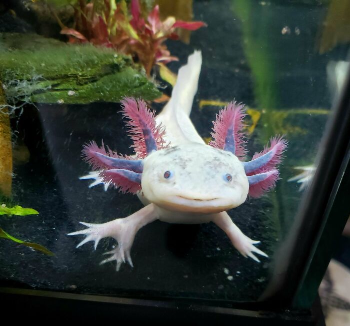 Cute axolotl with pink gills and a smiling face in an aquarium setting.