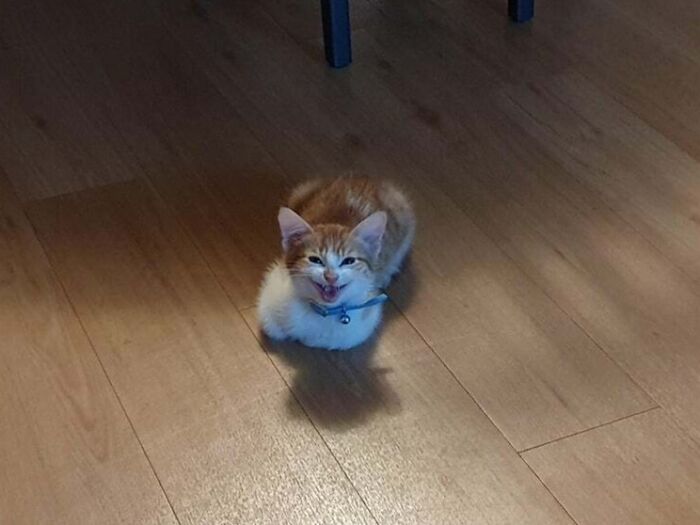 I Am An Angry Loaf! Fear Me