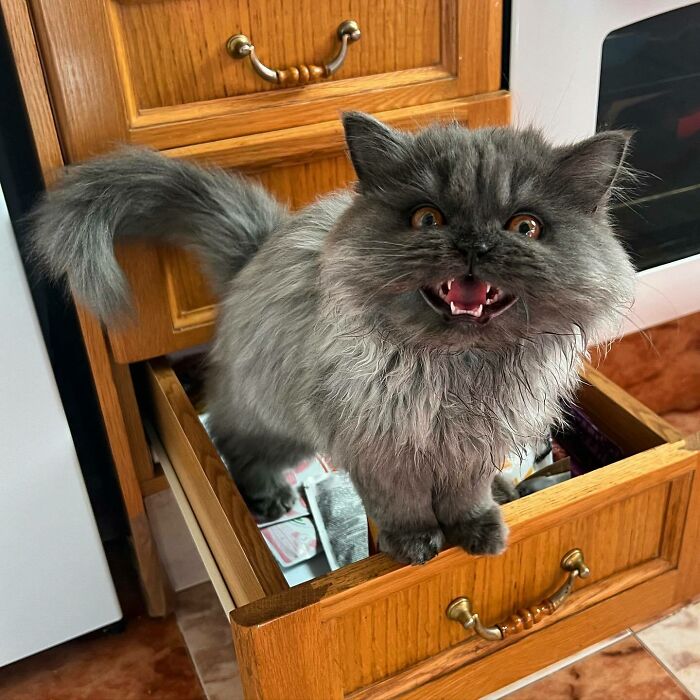 a grey meowing cat standing on an open shelf