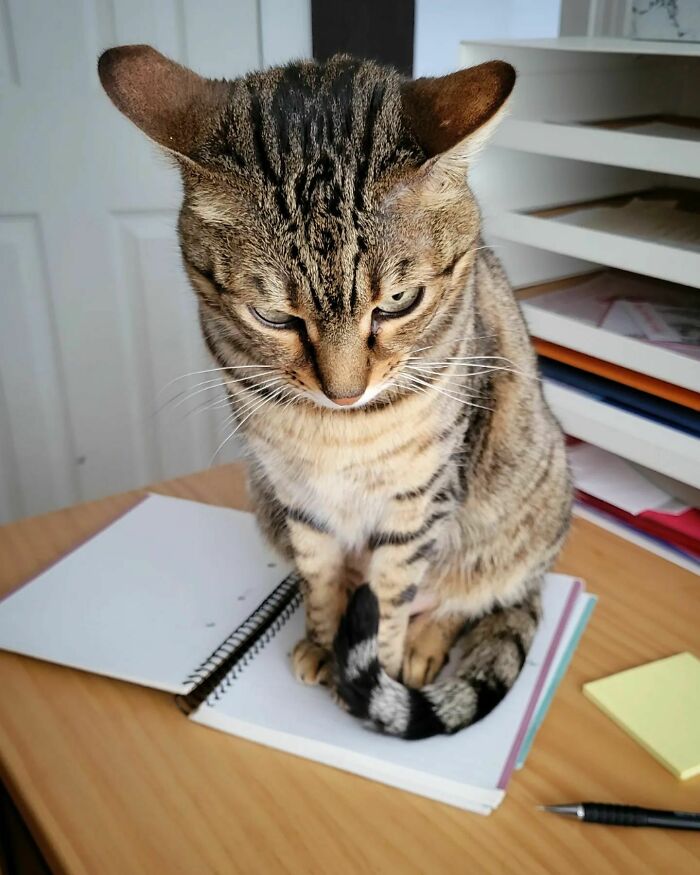 close-up view of a brown cat sitting on the copybook