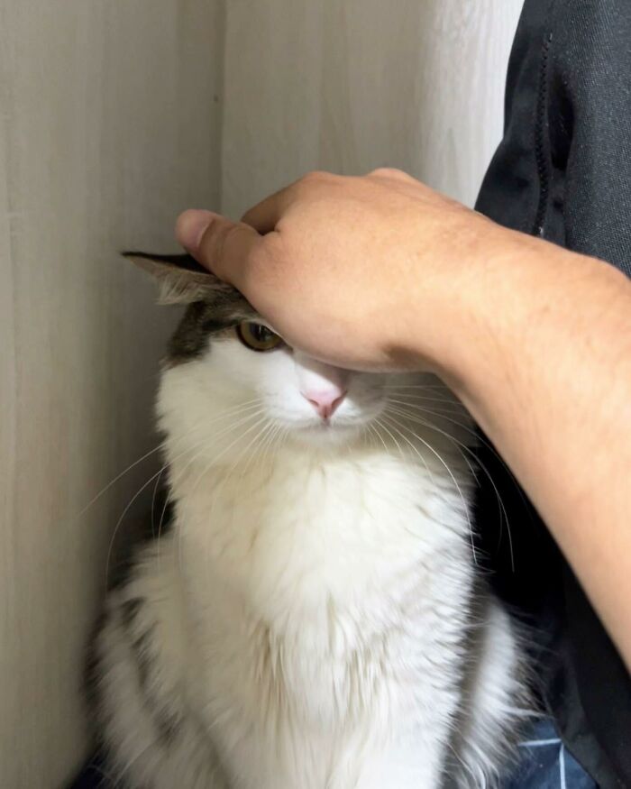 human petting the cat