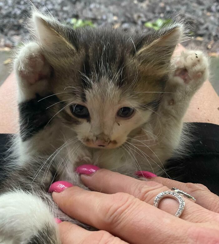 I Rescued This Blue Eyed Beauty After Her Littermate Had Been Hit. They Were Dumped