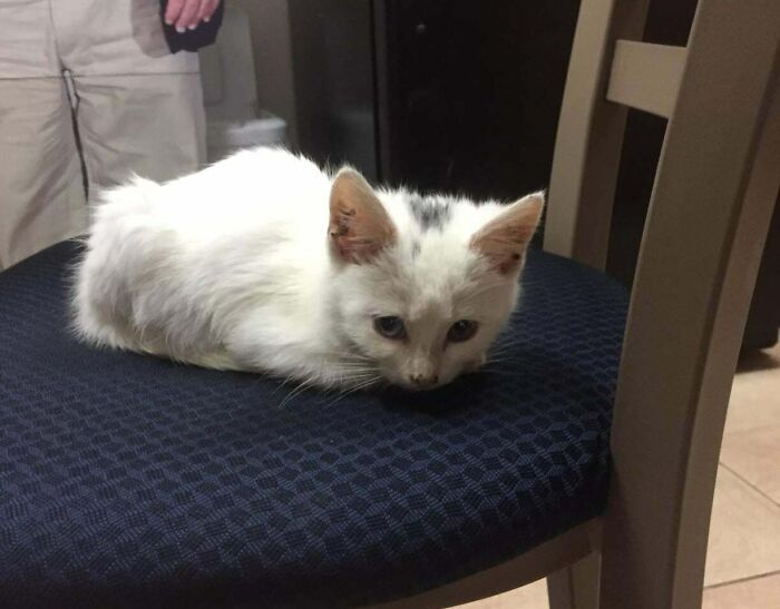 I Present To You The Best Thing I’ve Ever Pulled Out Of A Dumpster: Zap