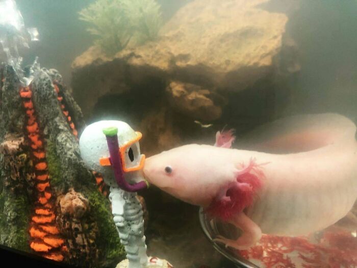 Cute axolotl interacting with a small diver toy in an aquarium setting.