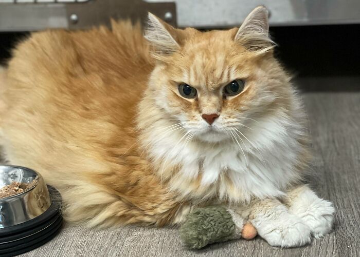 I Just Adopted This Old Man (15yrs) With A Lot Of Health Issues. His Owner Passed Away And They Were Going To Put Him To Sleep. Welcome Home Buddy!! 