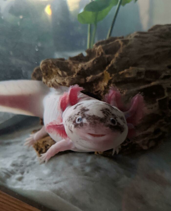 Cute axolotl with pink gills peeking out from behind a rock in a tank.