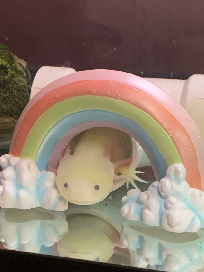 Cute axolotl peeks through a colorful rainbow tunnel in an aquarium.