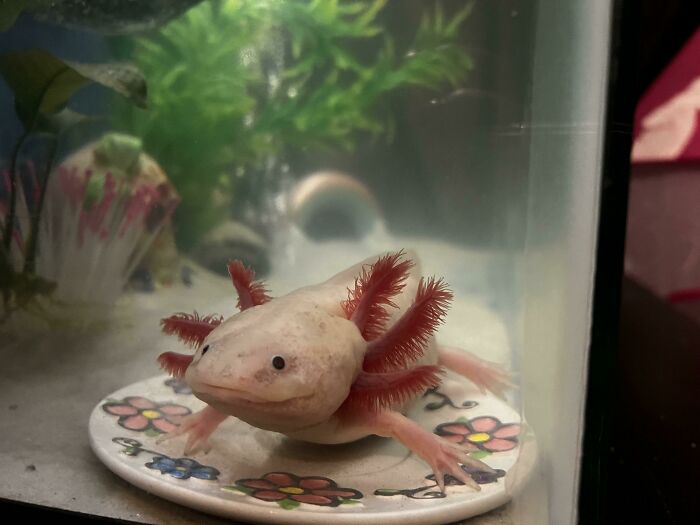 A cute axolotl with red gills sits on a colorful plate in an aquarium.