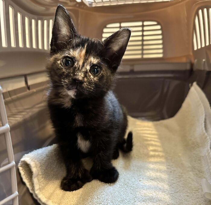 Adopted This Little Polydactyl Gremlin. Meet Pastina