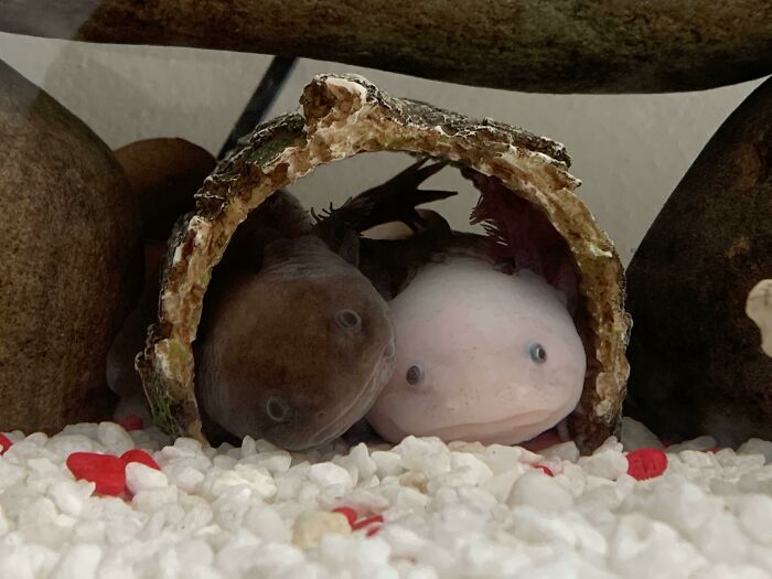 Two cute axolotls nestled inside a small cave in an aquarium setting.