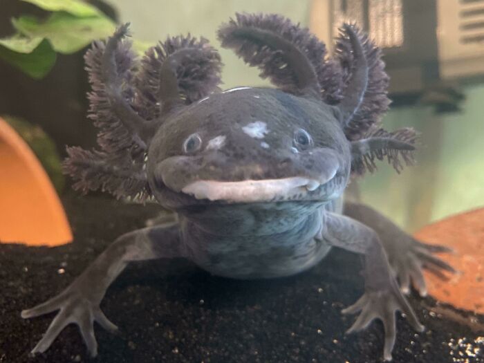 Cute axolotl smiling underwater, showcasing its unique and adorable features.