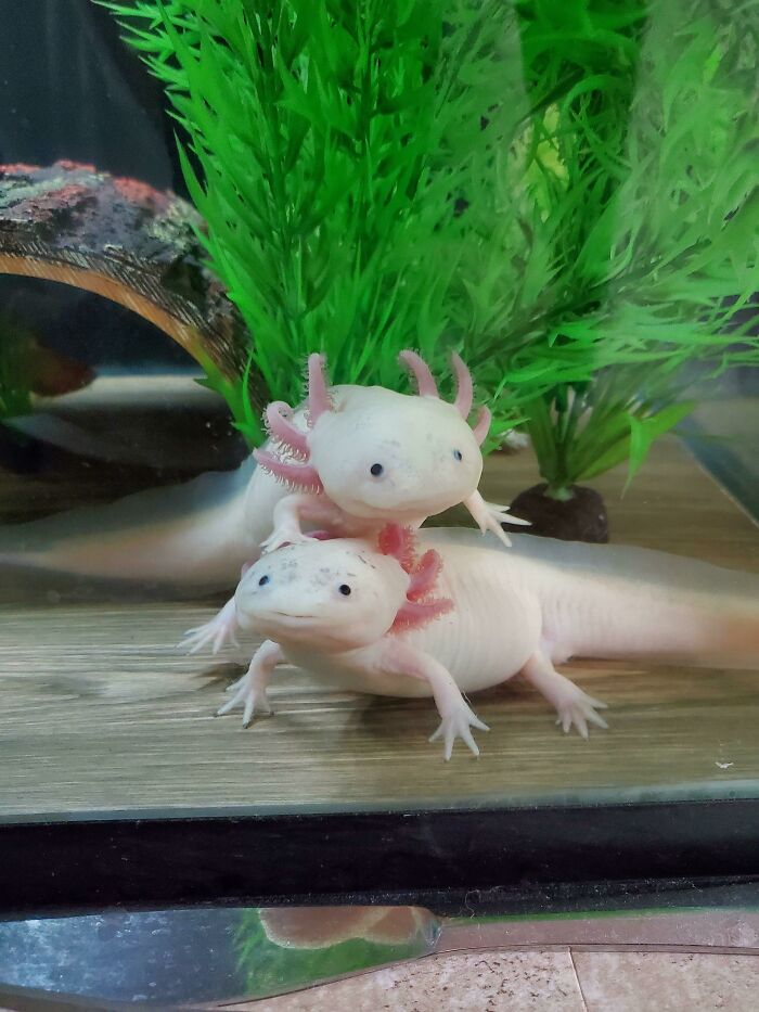 Two cute axolotls in a tank, one resting on top of the other, surrounded by green aquatic plants.