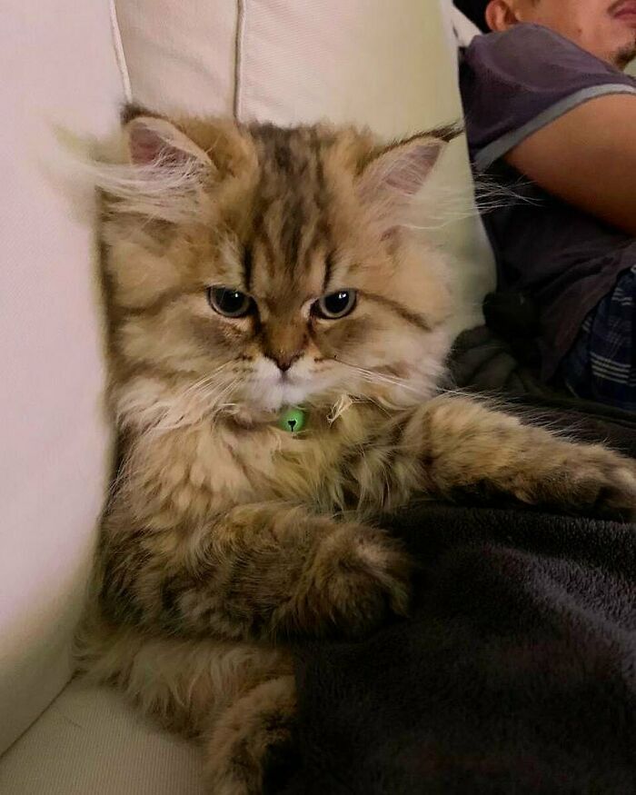 Do I Really Need To Share My Sofa With These Hoomans?