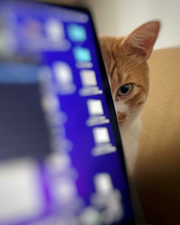 a red cat peeking out the laptop