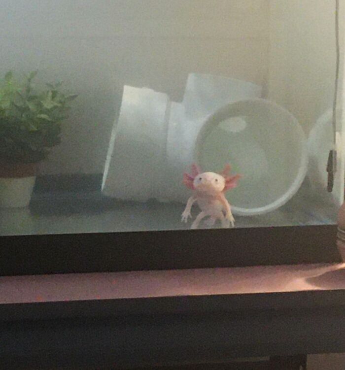 Cute axolotl in tank with plant and white tunnel decoration.