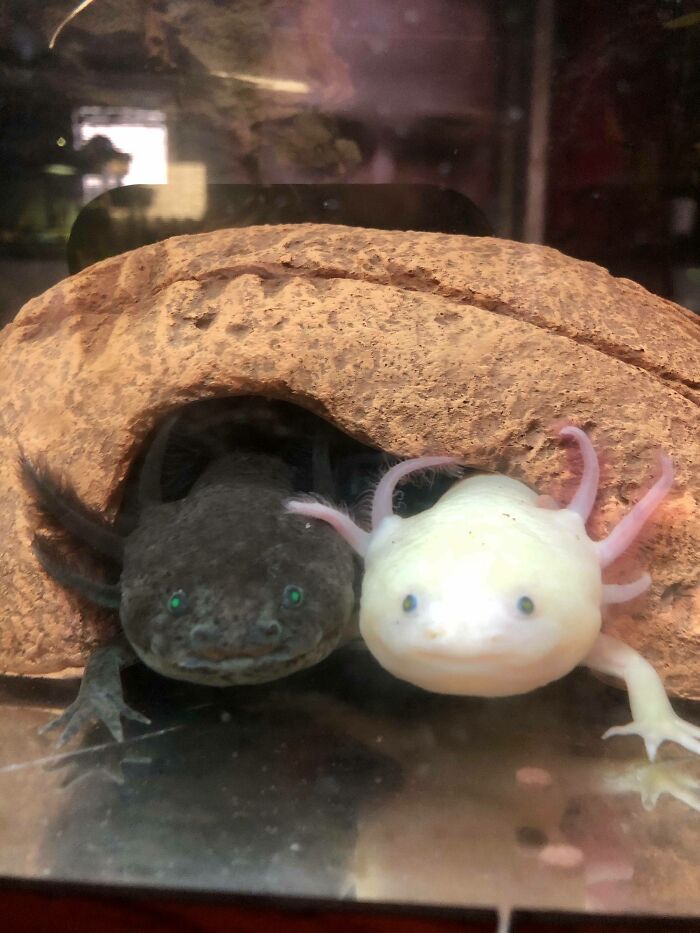 Two cute axolotls, one dark and one light, resting under a stone arch in an aquarium.