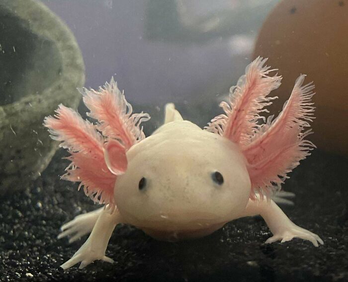 Cute axolotl with pink gills swimming in an aquarium.
