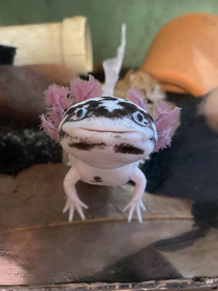Cute axolotl with pink gills peering through aquarium glass.