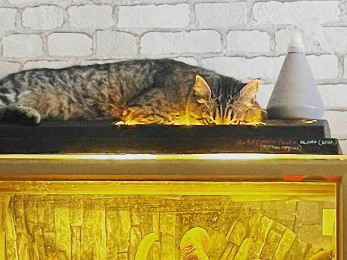 Relaxing On Terrarium