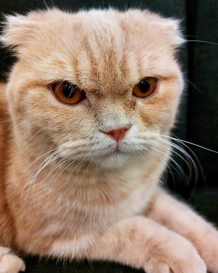 close-up a red cat's face