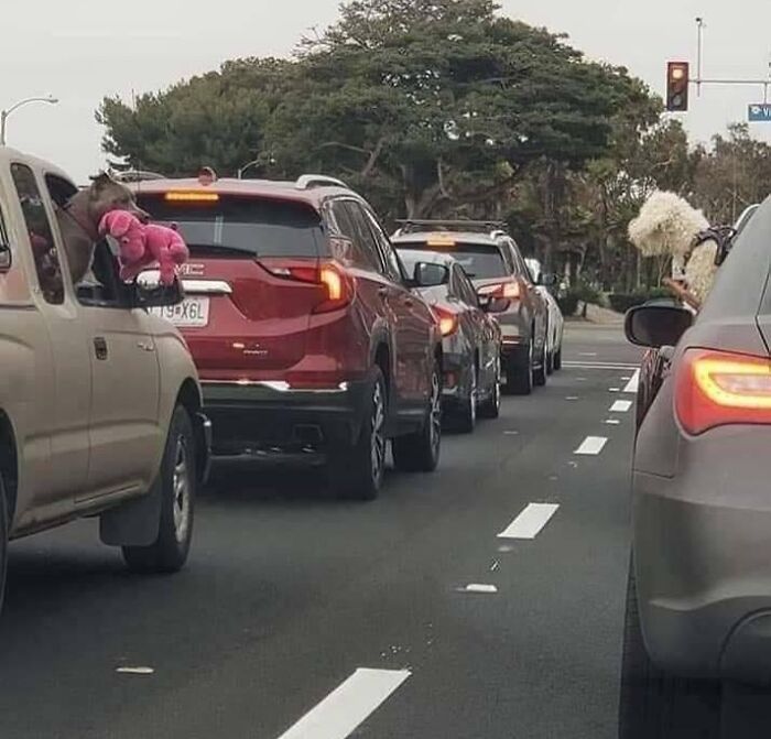This Pitbull Pulled Out His Teddy To Show It To The Dog Of The Other Car