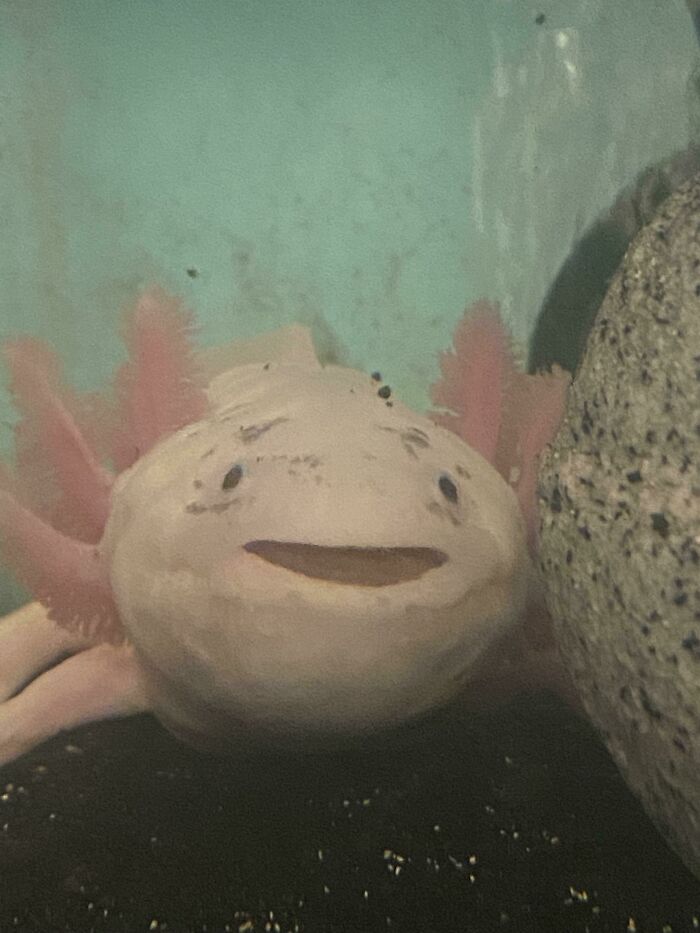 Cute axolotl with pink gills resting on the bottom of an aquarium.