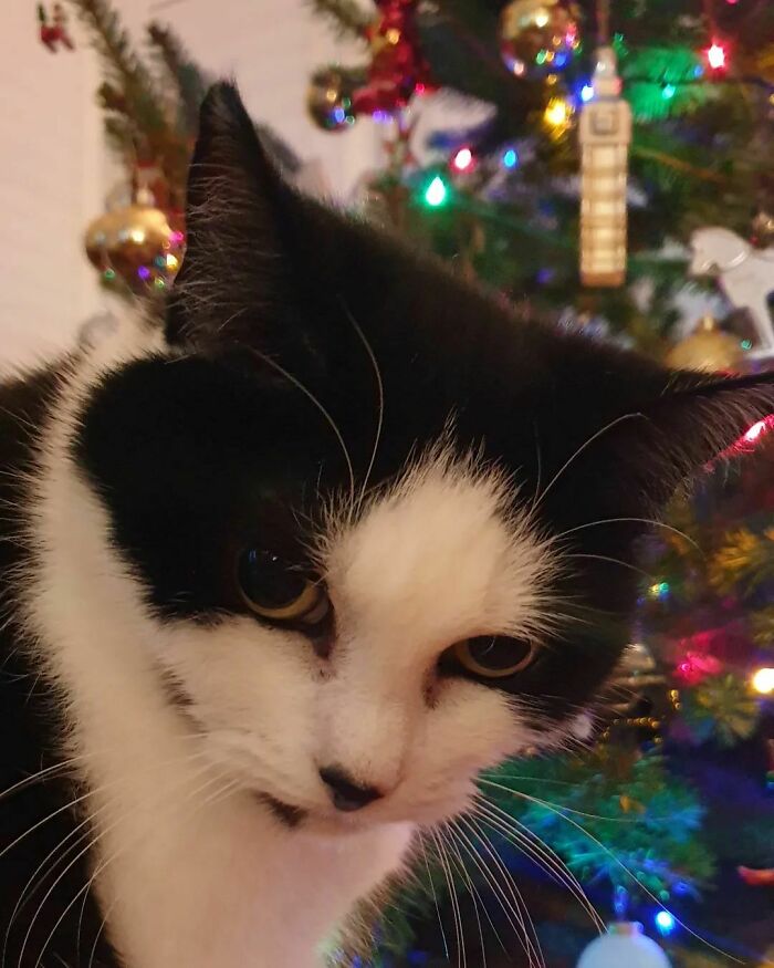 Merry Christmas Ya Filthy Animals