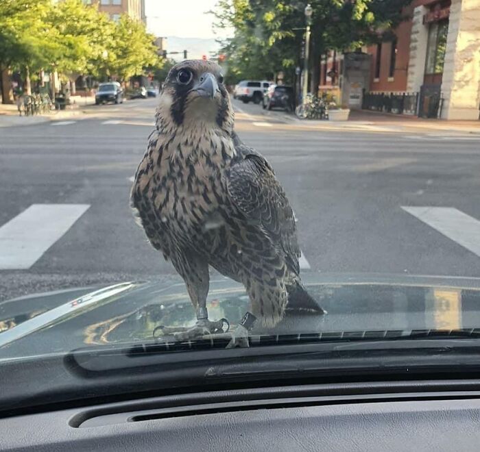 Sitting At A Red Light When A Peregrine Falcon Landed On The Hood Of My Car
