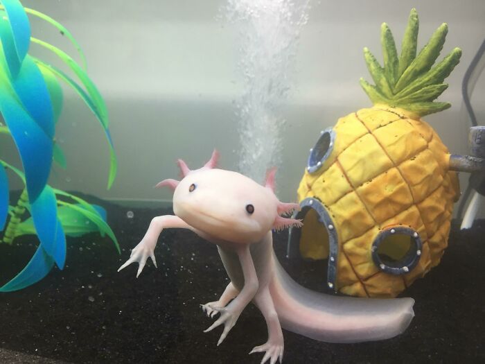 Cute axolotl swimming in a tank with a pineapple house and green plants.
