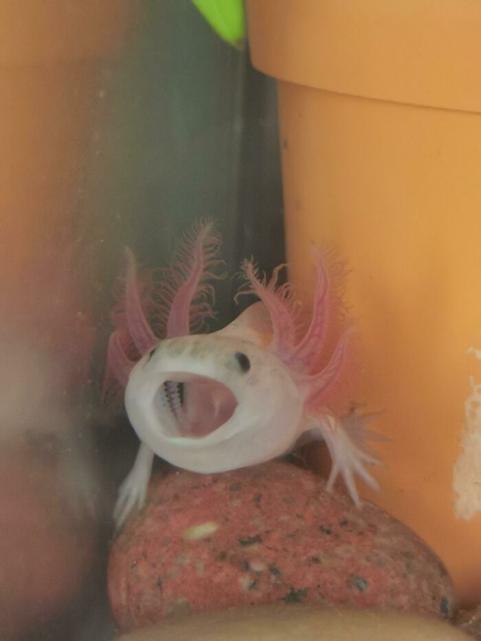 Cute axolotl with pink feathery gills, mouth open, sitting on a rock beside an orange pot.