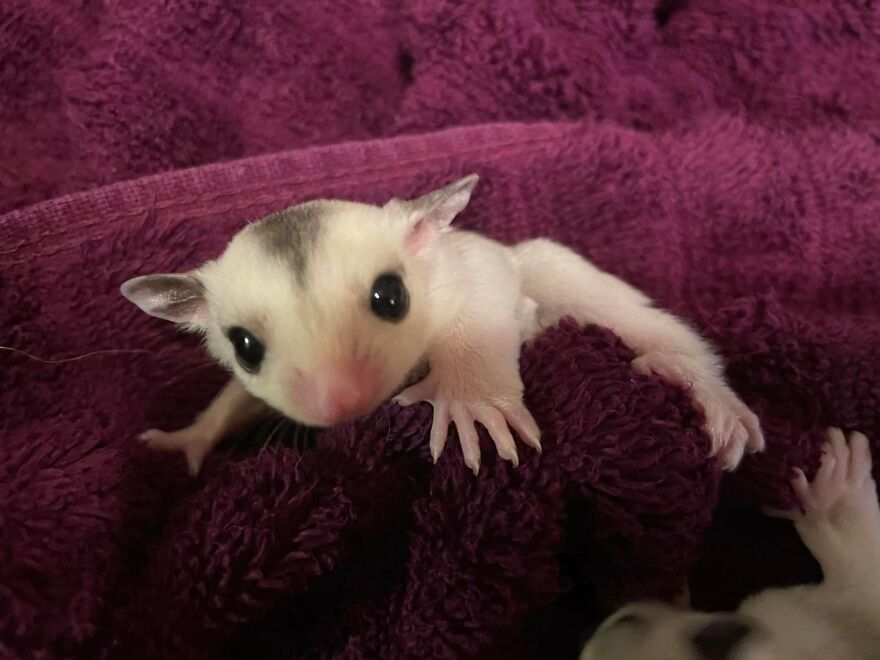 Sugar glider on velvet blanket 