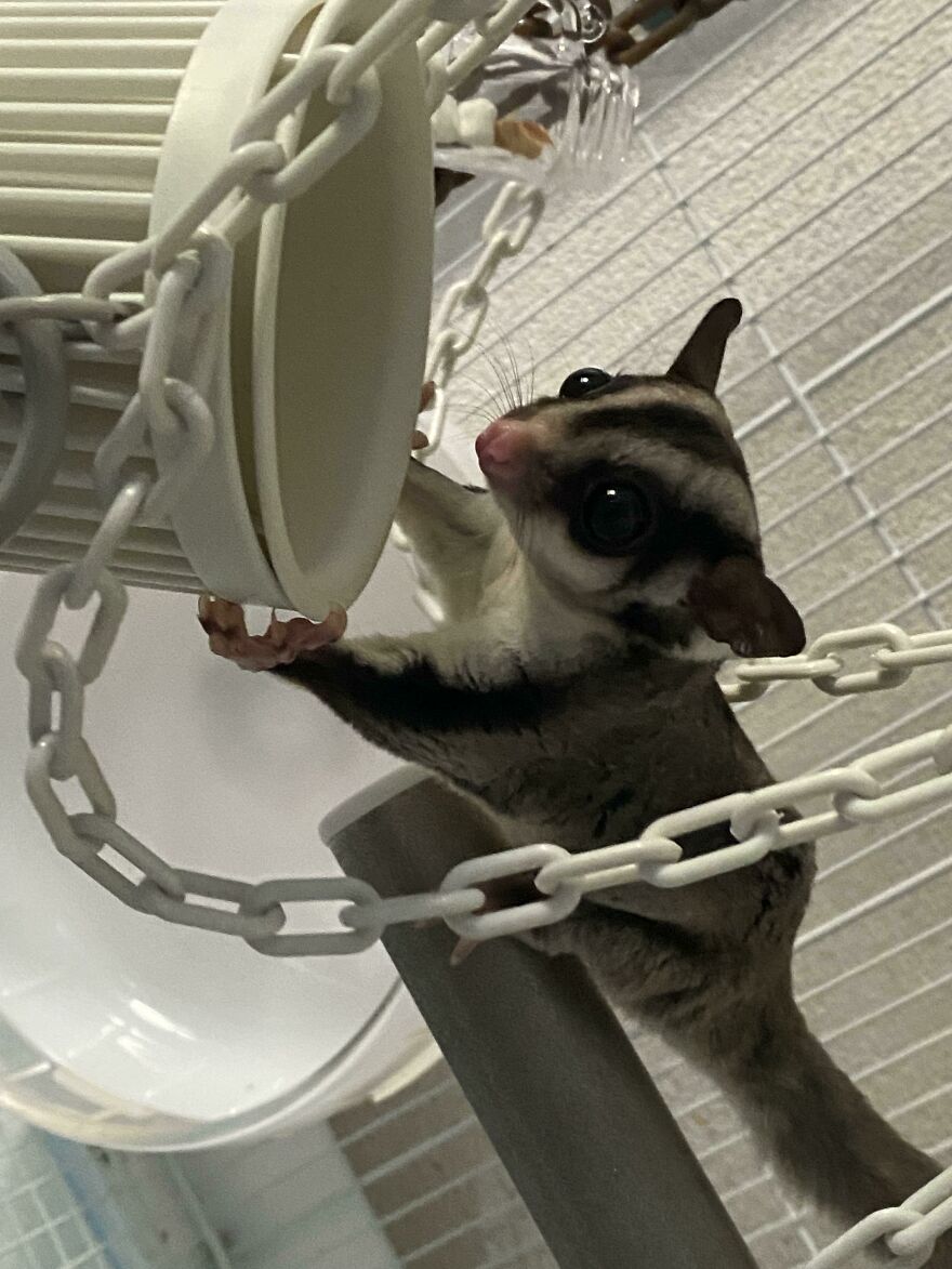 Sugar glider in the cage 