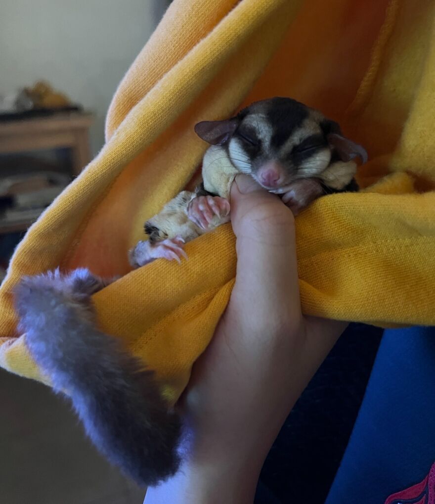 Sugar glider taking a nap 