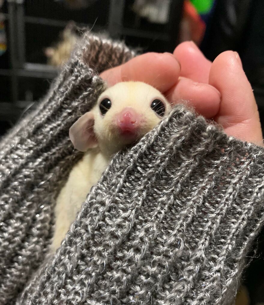Person holding sugar glider 
