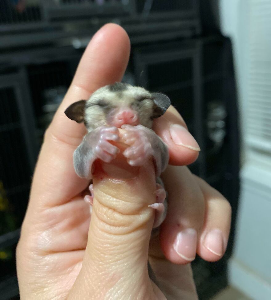 Sugar glider hugging a thumb 