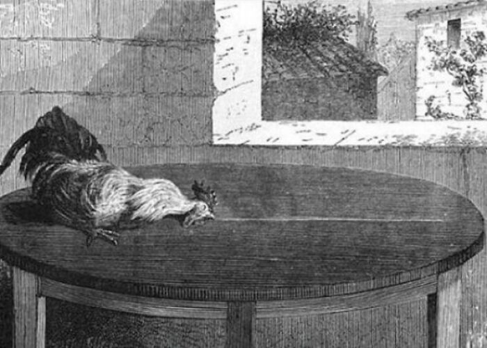 Si mantienes quieta la cabeza de un pollo y dibujas una línea recta mientras el pollo la mira, quedará hipnotizado