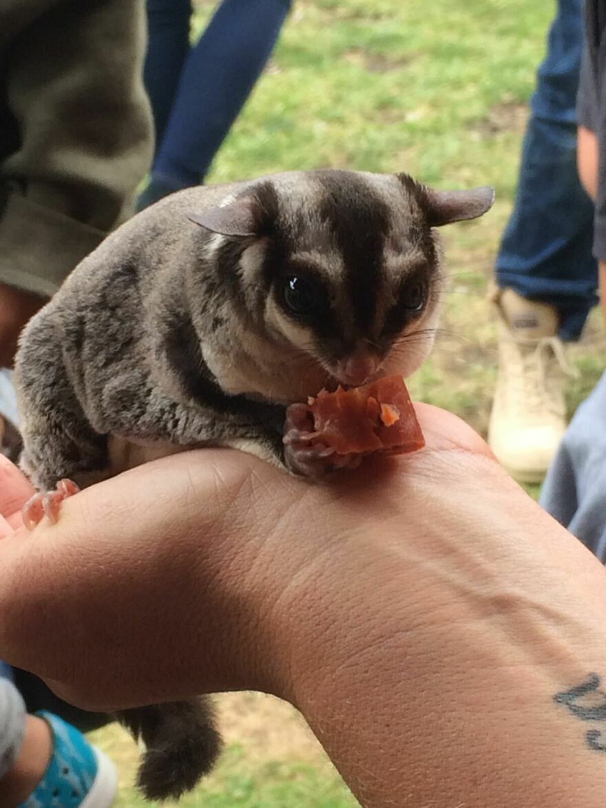 Sugar glider eating 