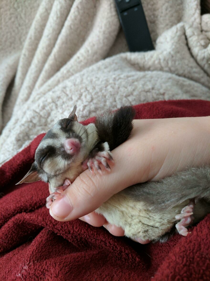Sugar glider taking a nap 