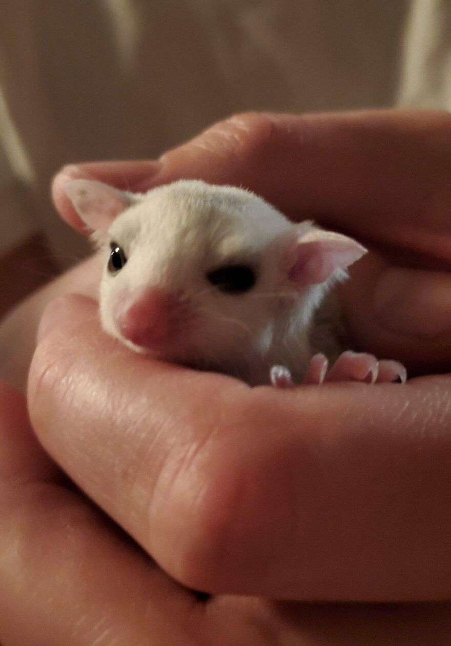 Person holding white sugar Glider