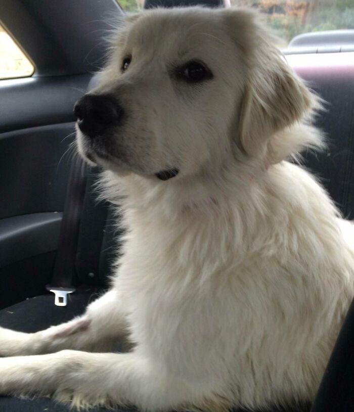 Rescuing My Best Friend