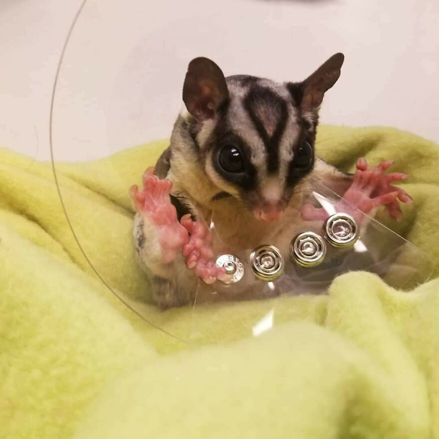 Sugar glider wearing a cone 