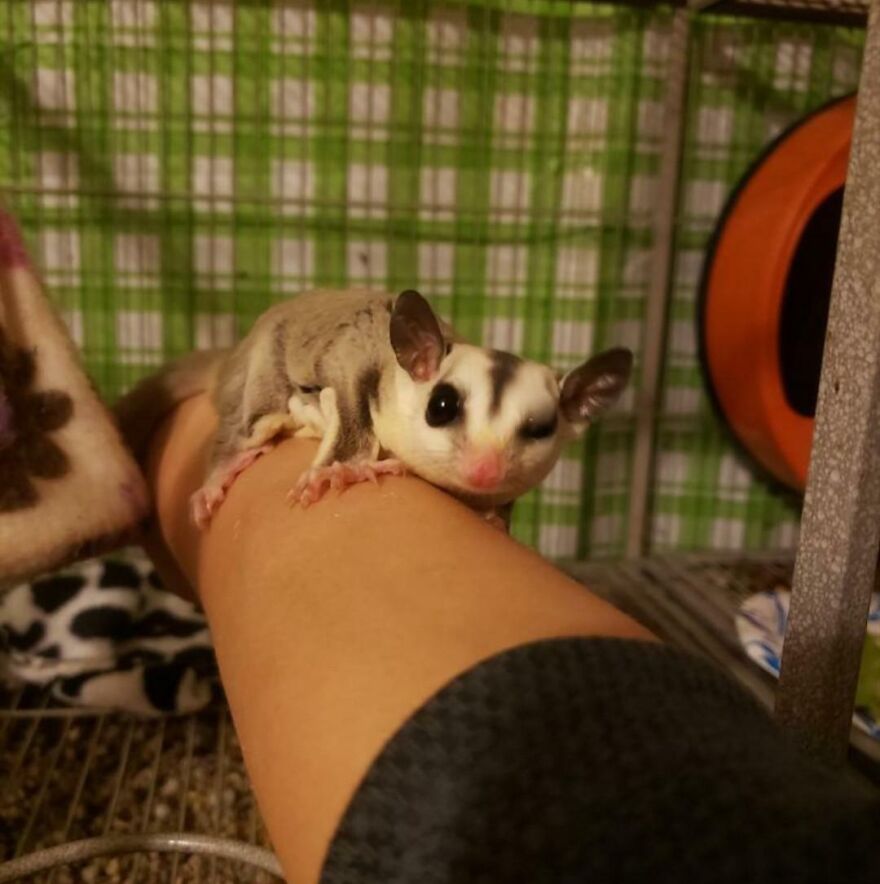 Sugar glider winking 