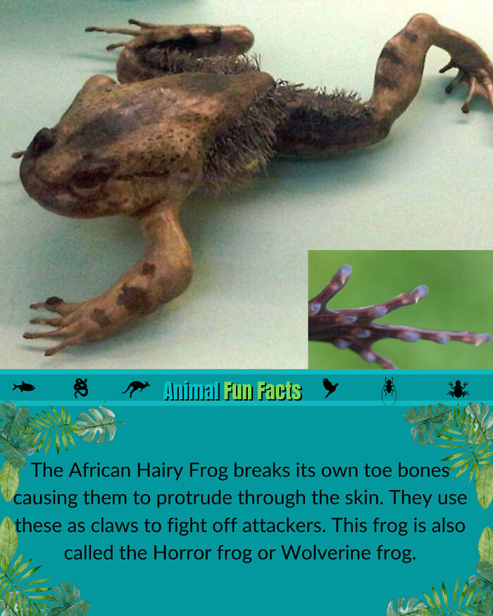 Fun Fact: Wolverine Frog